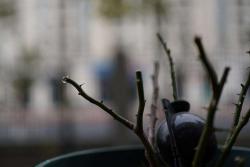 月季修剪傷流了怎么辦